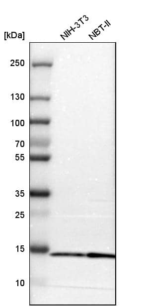 Analysis in mouse cell line NIH-3T3 and rat cell line NBT-II.