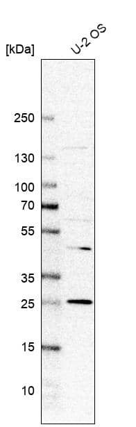 Analysis in human cell line U-2 OS.