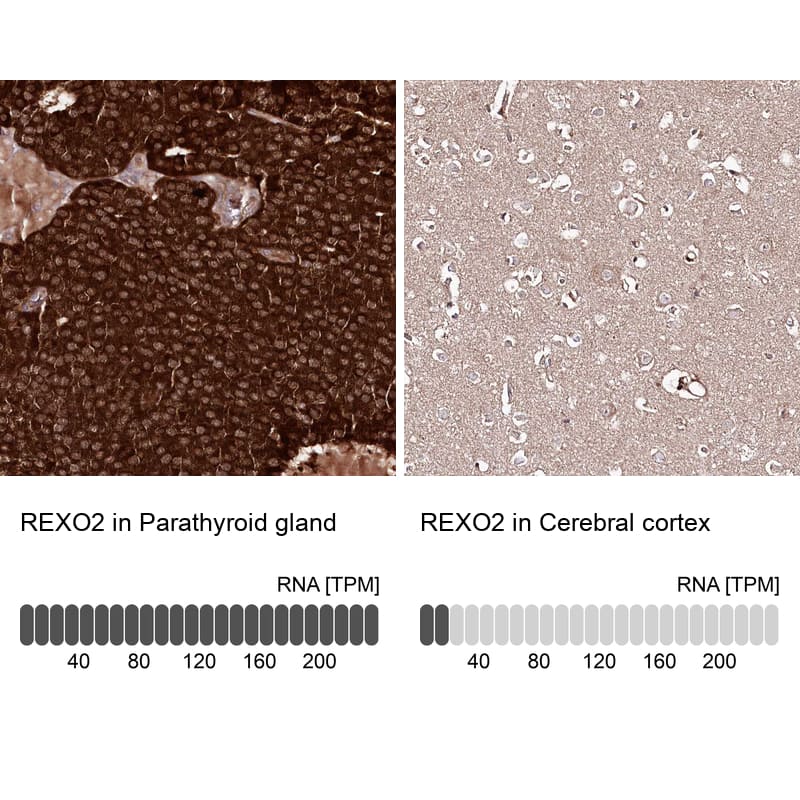 Immunohistochemistry analysis in human parathyroid gland and cerebral cortex tissues using HPA038450 antibody. Corresponding REXO2 RNA-seq data are presented for the same tissues.