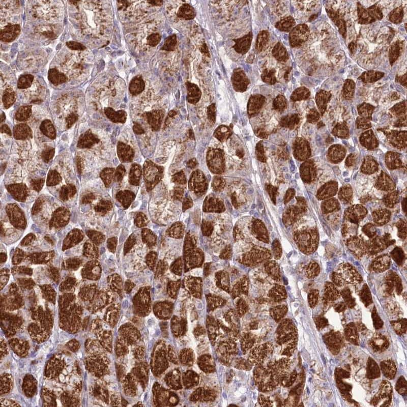 Staining of human stomach shows strong cytoplasmic positivity in glandular cells.