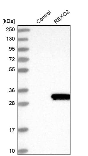 Analysis in control (vector only transfected HEK293T lysate) and REXO2 over-expression lysate (Co-expressed with a C-terminal myc-DDK tag (~3.1 kDa) in mammalian HEK293T cells).