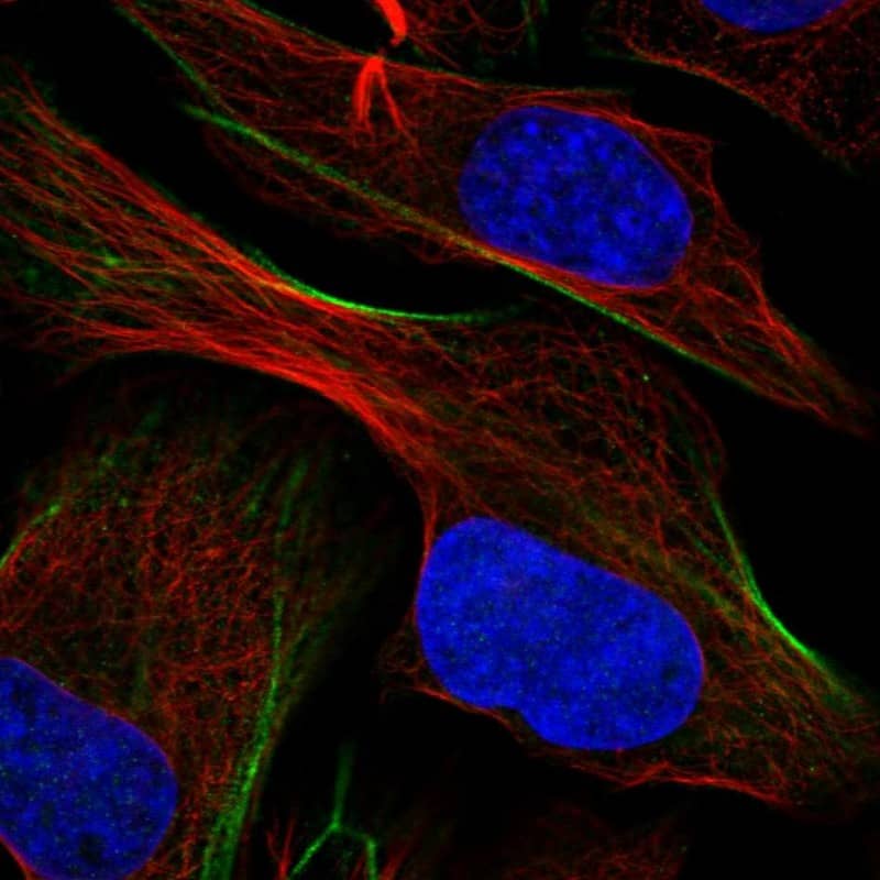 Staining of human cell line U-2 OS shows localization to actin filaments.