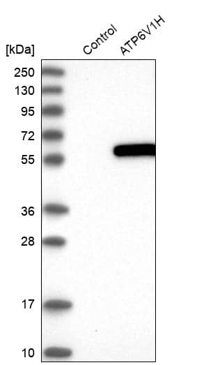 Analysis in control (vector only transfected HEK293T lysate) and ATP6V1H over-expression lysate (Co-expressed with a C-terminal myc-DDK tag (~3.1 kDa) in mammalian HEK293T cells).