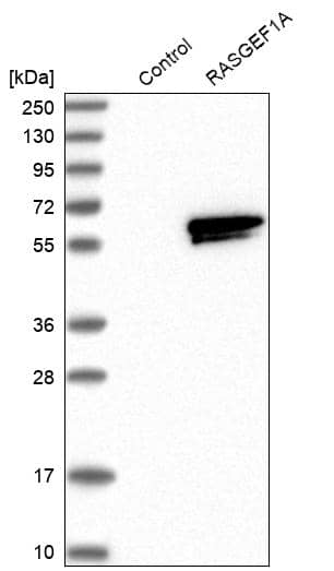 Analysis in control (vector only transfected HEK293T lysate) and RASGEF1A over-expression lysate (Co-expressed with a C-terminal myc-DDK tag (~3.1 kDa) in mammalian HEK293T cells).