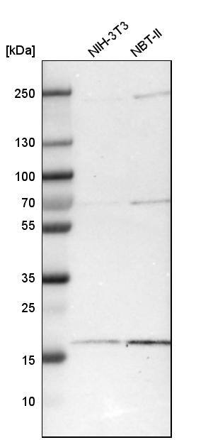 Analysis in mouse cell line NIH-3T3 and rat cell line NBT-II.