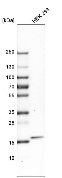 Analysis in human cell line HEK 293.