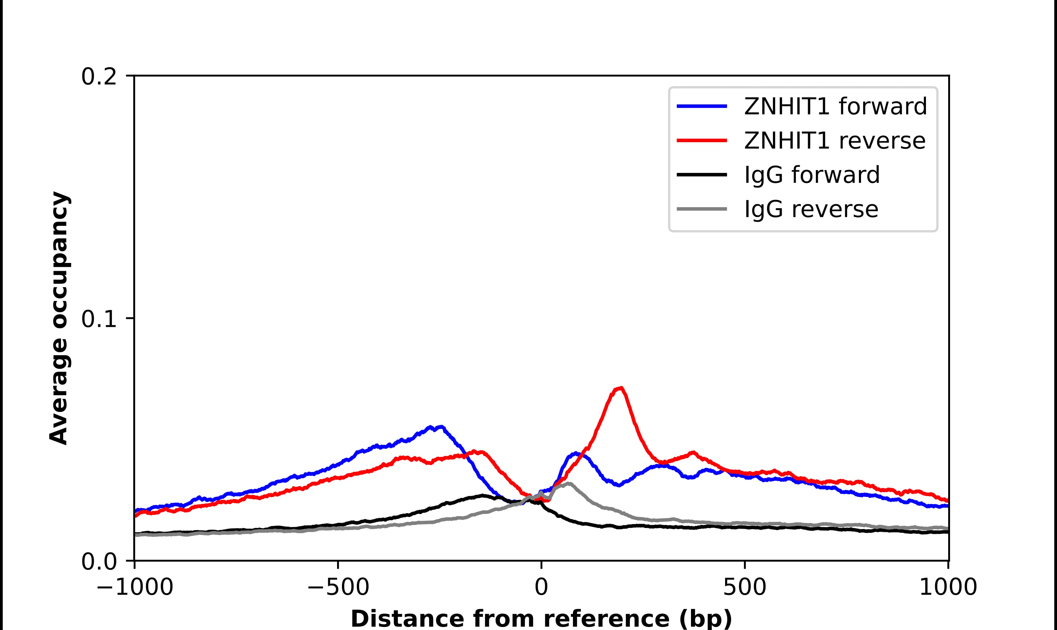Chromatin Immunoprecipitation ZNHIT1 Antibody - BSA Free