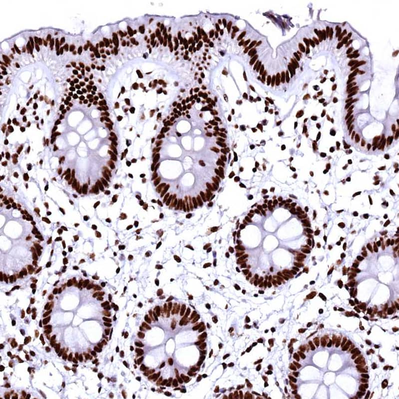 Staining of human colon shows strong nuclear positivity in glandular cells.
