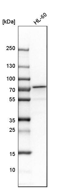 Analysis in human cell line HL-60.