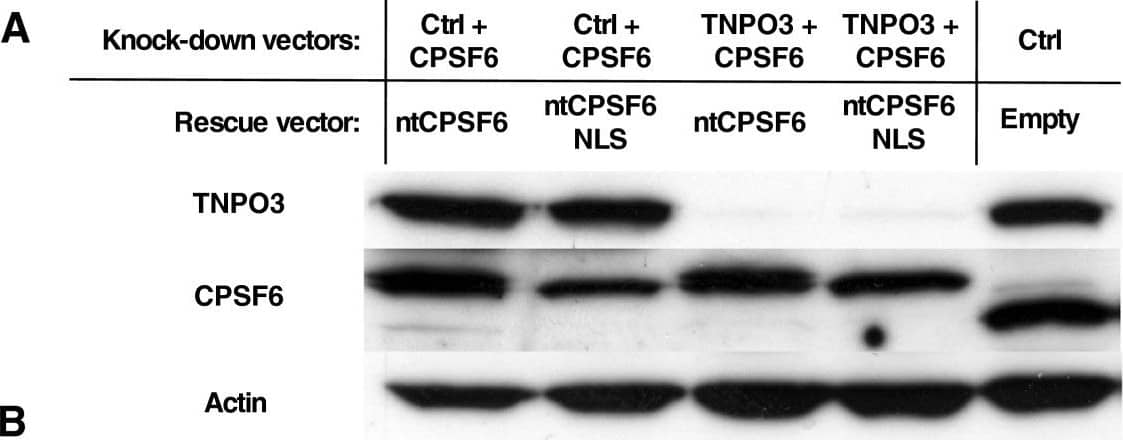 Western Blot: CPSF6 Antibody [NBP1-85676] - TNPO3 depletion does not inhibit HIV-1 if CPSF6 is independently targeted to the nucleus. (A) CPSF6 & TNPO3 protein in TZM-bl cells stably transduced with CPSF6 KD vectors, control or TNPO3 KD vectors, & rescue of CPSF6 (ntCPSF6) with or without the SV40 T-Ag NLS. Cell lysate was probed in western blots with anti-TNPO3 antibody (upper panel), anti-CPSF6 antibody (middle panel) & anti-beta -actin antibody (lower panel). (B) Localization of the non-targetable CPSF6 (ntCPSF6) constructs (green) in control (Ctrl) KD or TNPO3 KD TZM-bl cells stably depleted of CPSF6. DAPI staining (blue) was used to mark the nuclear compartment. (C) The pools of stable cell lines in (B) were challenged with WT or CA mutant HIV-1NL4-3GFP reporter viruses. After 72 hrs, GFP expression was checked by flow cytometry. Data represent one of at least three independent experiments. Error bars represent ± SEM (n = 3). Image collected & cropped by CiteAb from the following publication (//retrovirology.biomedcentral.com/articles/10.1186/1742-4690-10-20), licensed under a CC-BY license. Not internally tested by Novus Biologicals.