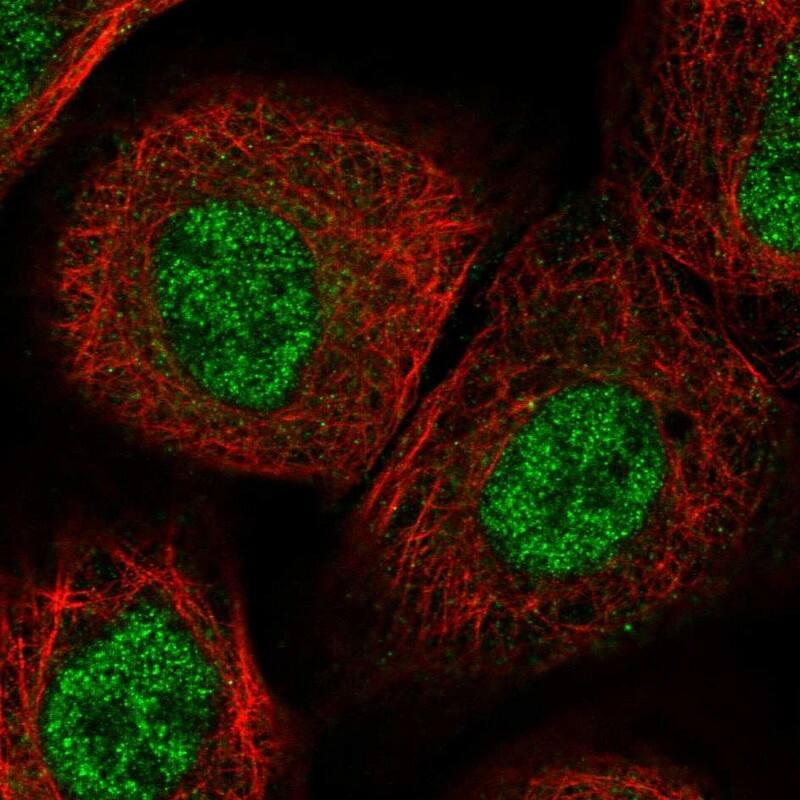 Immunocytochemistry/ Immunofluorescence NRIF3 Antibody - BSA Free