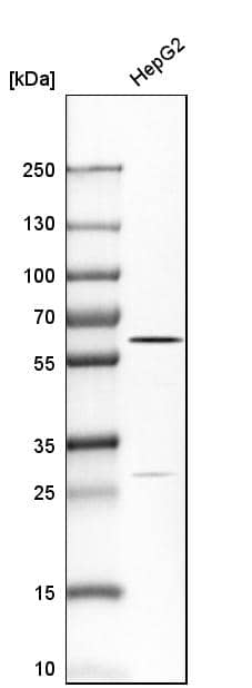Analysis in human cell line HepG2.
