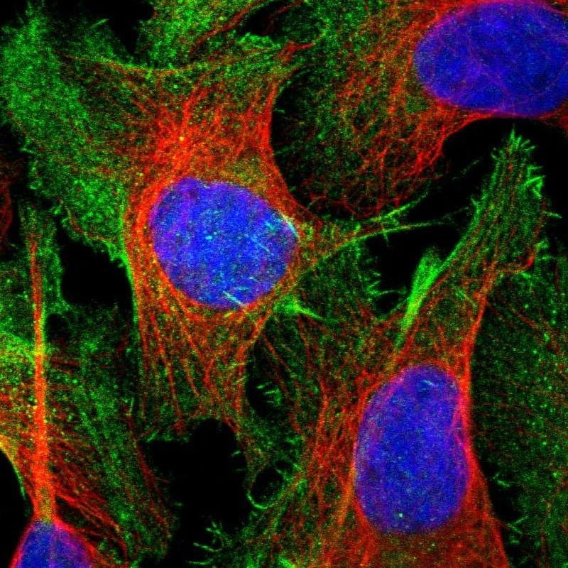 Staining of human cell line U-2 OS shows localization to plasma membrane & actin filaments.
