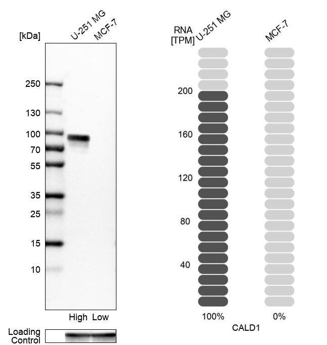 Analysis in human cell lines U-251MG and MCF-7 using Anti-CALD1 antibody. Corresponding CALD1 RNA-seq data are presented for the same cell lines. Loading control: Anti-GAPDH.