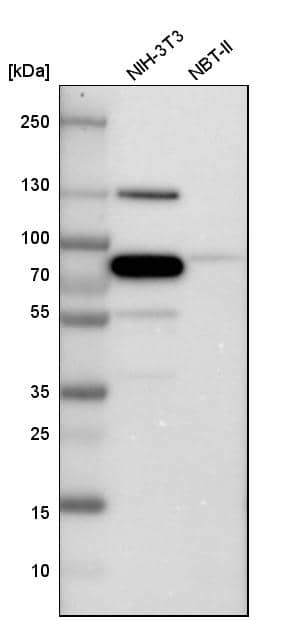 Analysis in mouse cell line NIH-3T3 and rat cell line NBT-II.