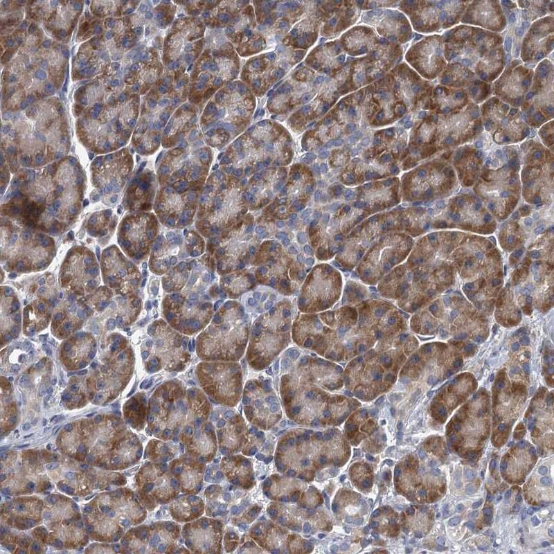 Immunohistochemistry-Paraffin ALG2 Antibody - BSA Free