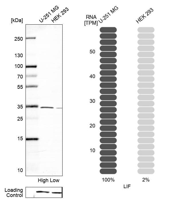 <b>Orthogonal Strategies Validation. </b>Analysis in human cell lines U-251MG and HEK293 using Anti-LIF antibody. Corresponding LIF RNA-seq data are presented for the same cell lines. Loading control: Anti-HSP90B1.