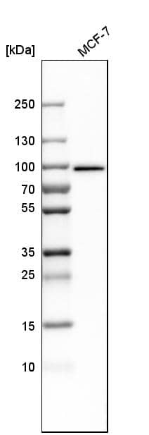Analysis in human cell line MCF-7.
