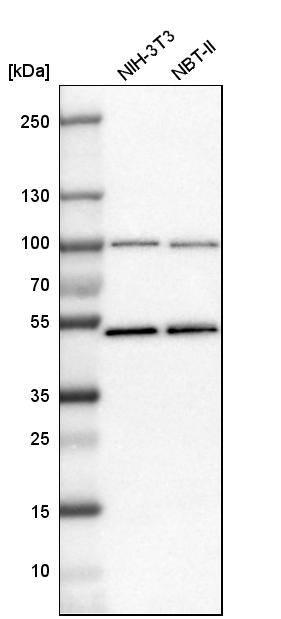Analysis in mouse cell line NIH-3T3 and rat cell line NBT-II.