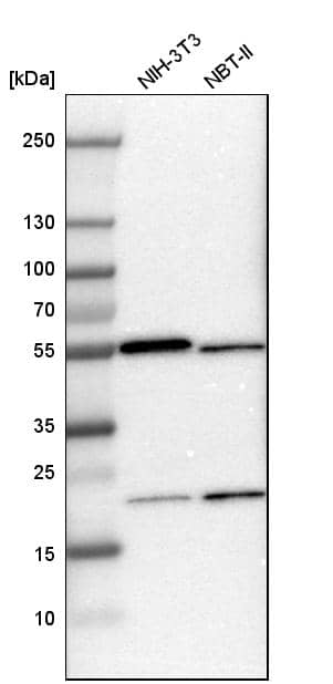 Analysis in mouse cell line NIH-3T3 and rat cell line NBT-II.