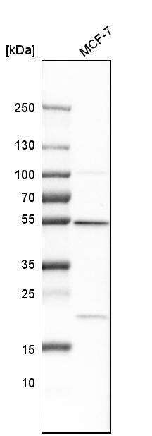 Analysis in human cell line MCF-7.