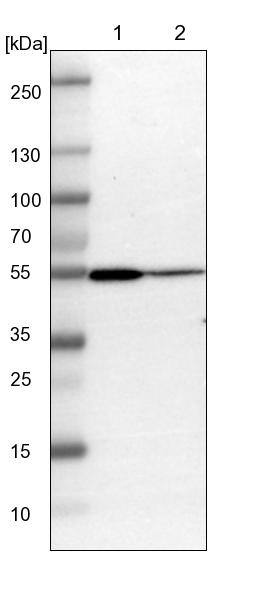 Lane 1: NIH-3T3 cell lysate (Mouse embryonic fibroblast cells)Lane 2: NBT-II cell lysate (Rat Wistar bladder tumour cells)
