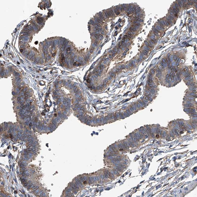 Immunohistochemistry-Paraffin Septin-7 Antibody - BSA Free