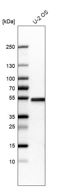 Analysis in human cell line U-2 OS.