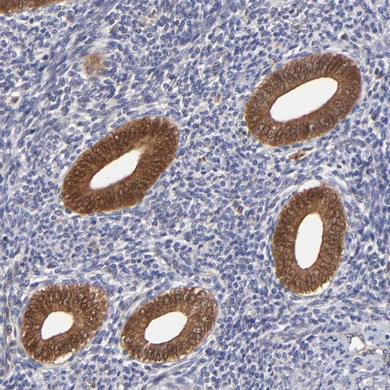 Immunohistochemistry-Paraffin XTP3TPA Antibody - BSA Free