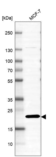 Western Blot XTP3TPA Antibody - BSA Free