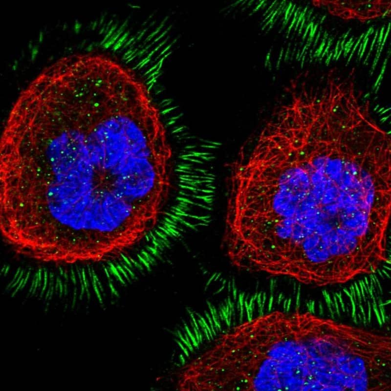 Immunocytochemistry/ Immunofluorescence CD99-L2 Antibody - BSA Free