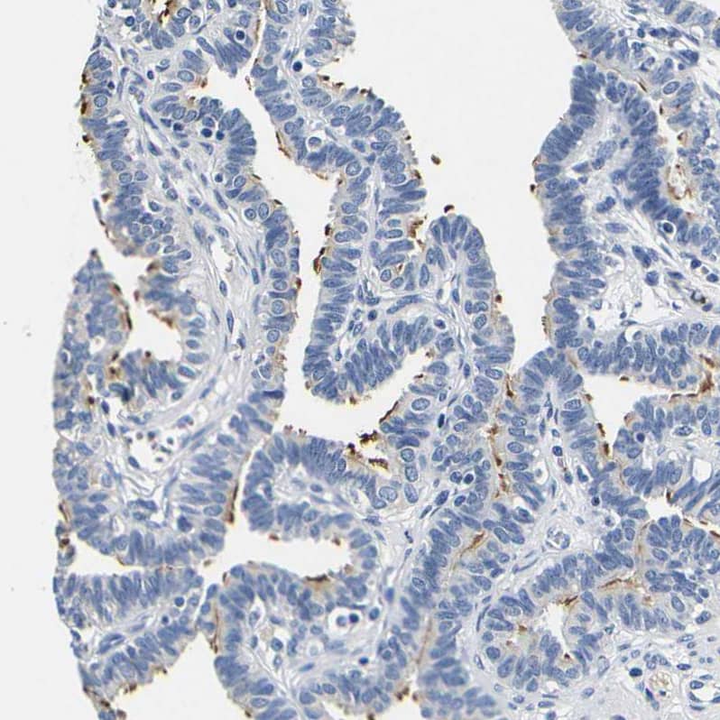 Staining of human fallopian tube shows moderate positivity in cilia in glandular cells.