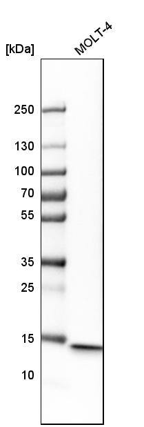 Analysis in human cell line MOLT-4.