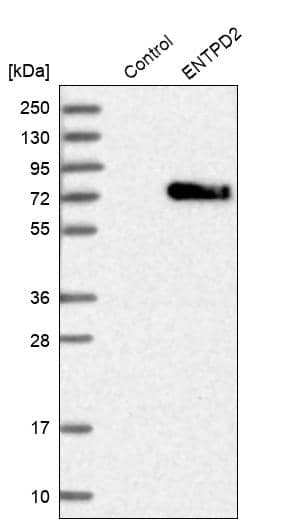 Analysis in control (vector only transfected HEK293T lysate) and ENTPD2 over-expression lysate (Co-expressed with a C-terminal myc-DDK tag (~3.1 kDa) in mammalian HEK293T cells).
