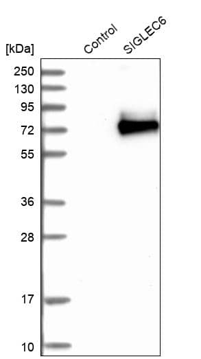 Analysis in control (vector only transfected HEK293T lysate) and SIGLEC6 over-expression lysate (Co-expressed with a C-terminal myc-DDK tag (~3.1 kDa) in mammalian HEK293T cells).