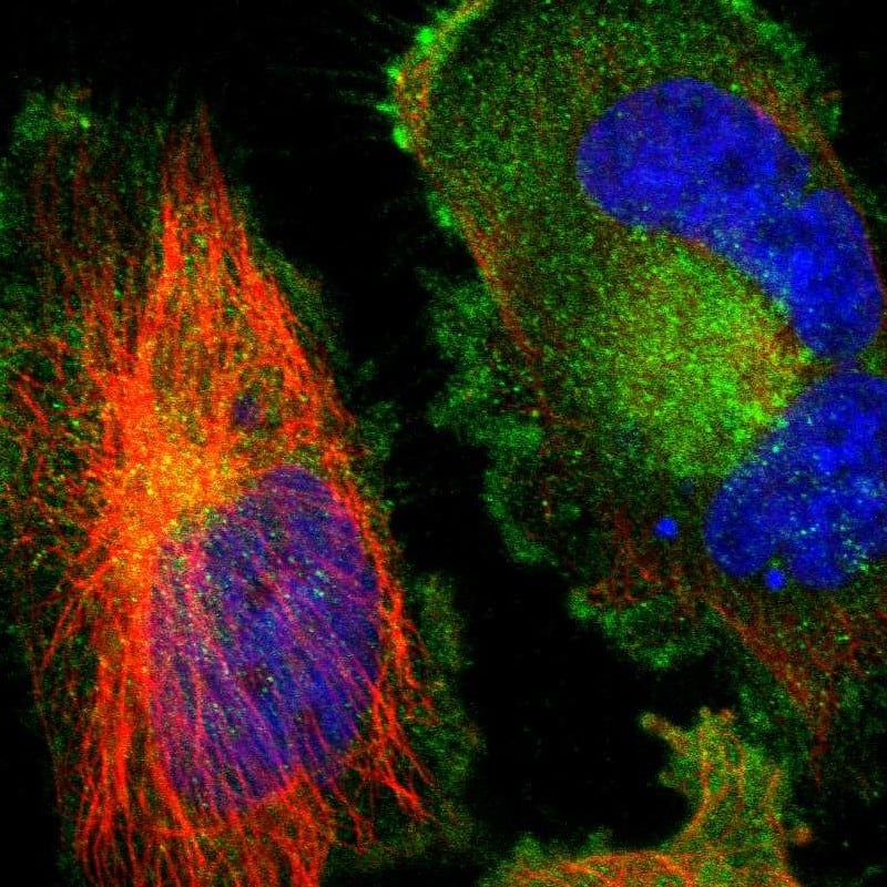 Staining of human cell line U-251 MG shows localization to plasma membrane & cytosol.