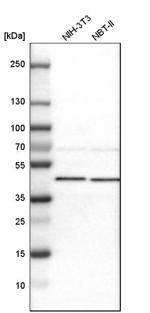 Western Blot Ancient ubiquitous protein 1 Antibody - BSA Free