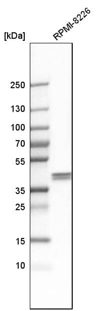 Western Blot Ancient ubiquitous protein 1 Antibody - BSA Free