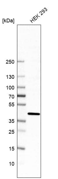 Analysis in human cell line HEK 293.