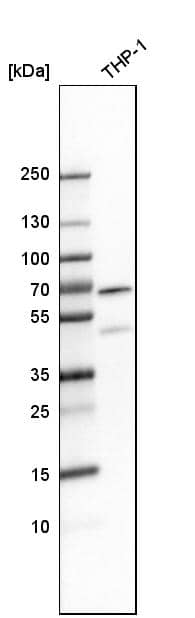 Analysis in human cell line THP-1.