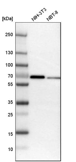 Analysis in mouse cell line NIH-3T3 and rat cell line NBT-II.