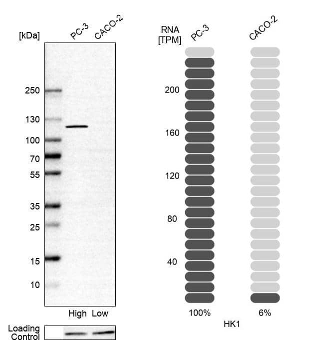 Analysis in human cell line PC-3 and human cell line CACO-2.