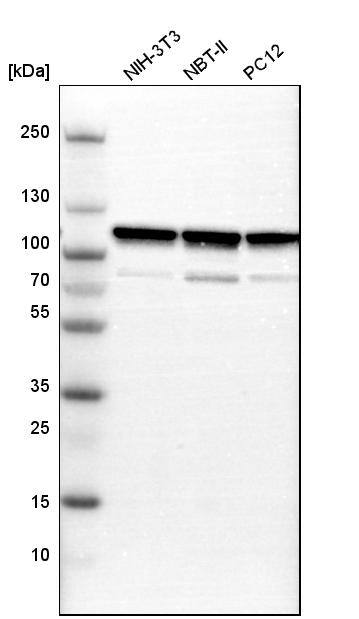 Analysis in mouse cell line NIH-3T3, rat cell line NBT-II and rat cell line pC12.