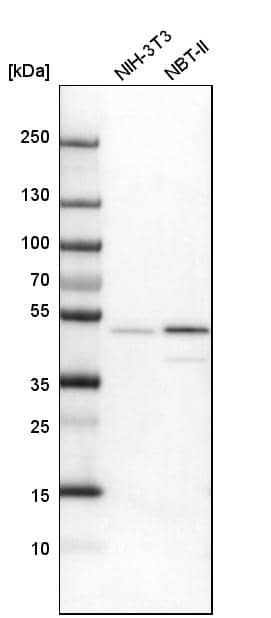 Analysis in mouse cell line NIH-3T3 and rat cell line NBT-II.