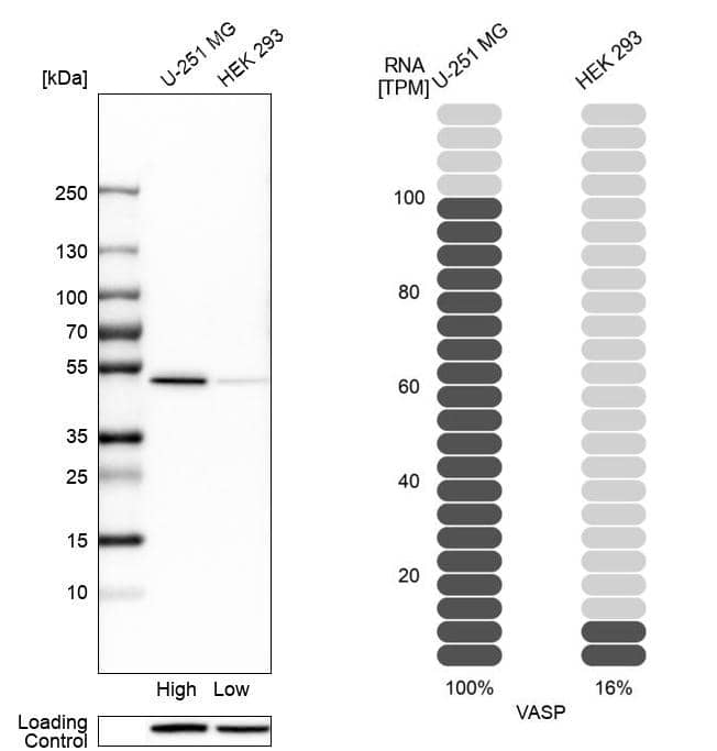 Analysis in human cell lines U-251MG and HEK293 using Anti-VASP antibody. Corresponding VASP RNA-seq data are presented for the same cell lines. Loading control: Anti-HSP90B1.