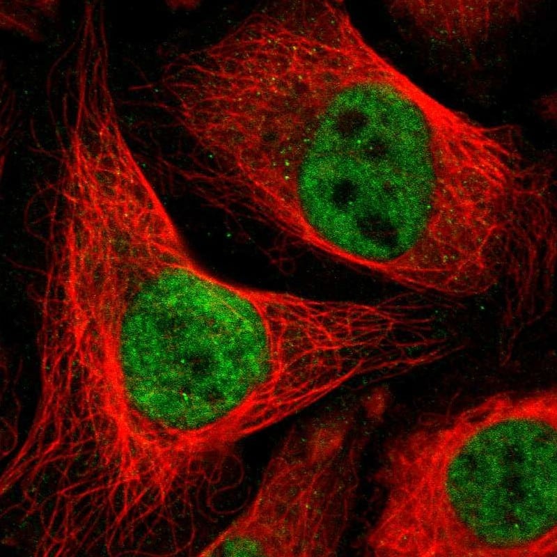Staining of human cell line U-2 OS shows localization to nucleus.