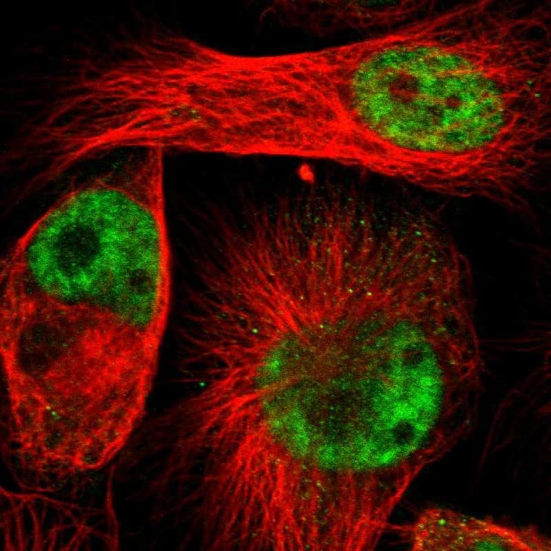 Immunocytochemistry/ Immunofluorescence ZMAT5 Antibody - BSA Free