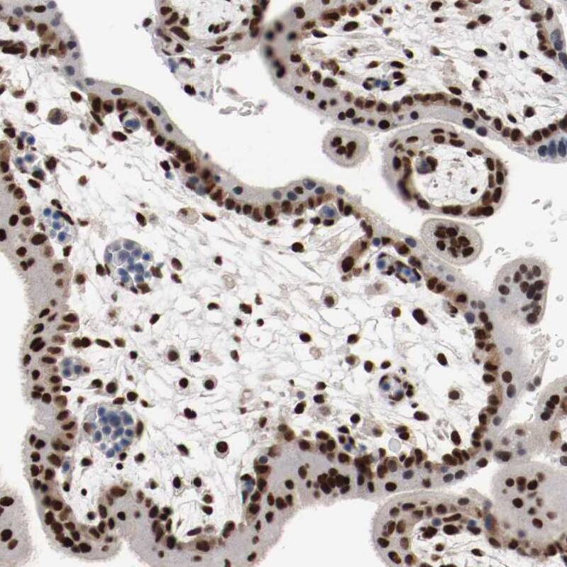 Staining of human placenta shows strong nuclear positivity in trophoblastic cells.