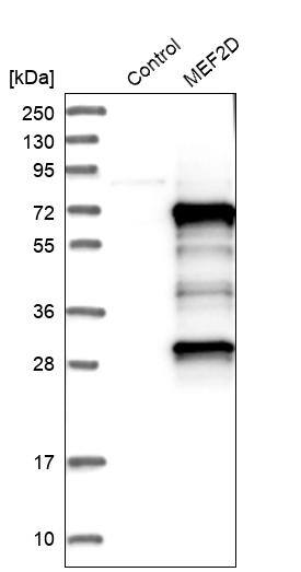 Analysis in control (vector only transfected HEK293T lysate) and MEF2D over-expression lysate (Co-expressed with a C-terminal myc-DDK tag (~3.1 kDa) in mammalian HEK293T cells).