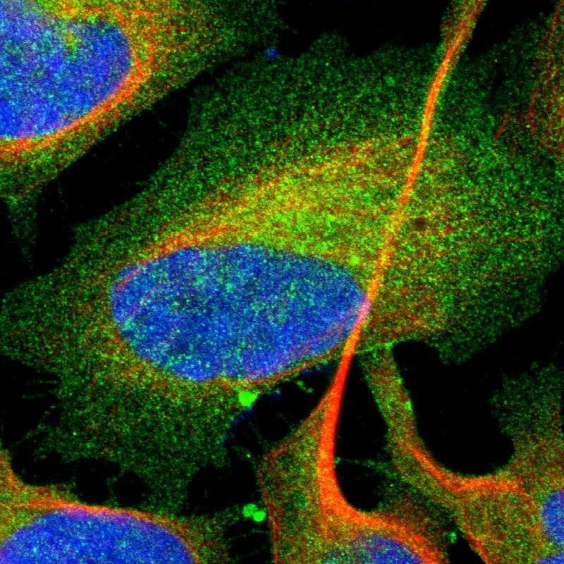 Staining of human cell line U-2 OS shows localization to plasma membrane & cytosol.